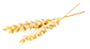 Wheat