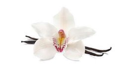 Vanilla