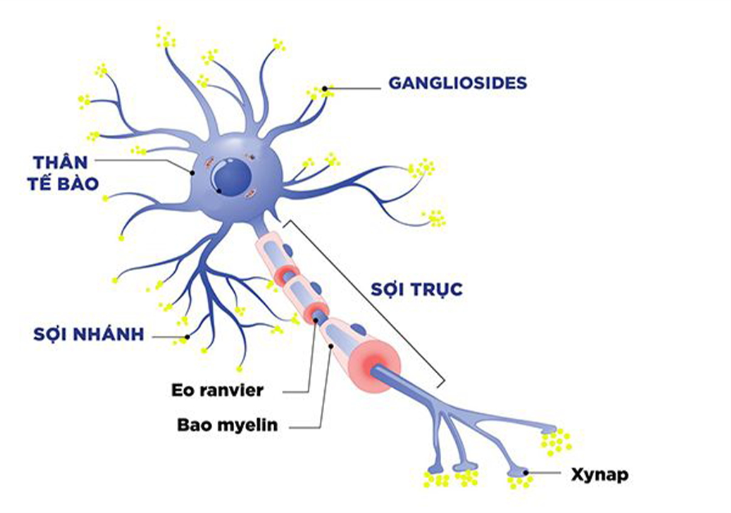 Gangliosides - Dưỡng Chất Có Trong Sữa Mẹ Được Chứng Minh Giúp Chỉ Số Iq Của Trẻ Cao Hơn - Bé Tài Trí Hơn - 4