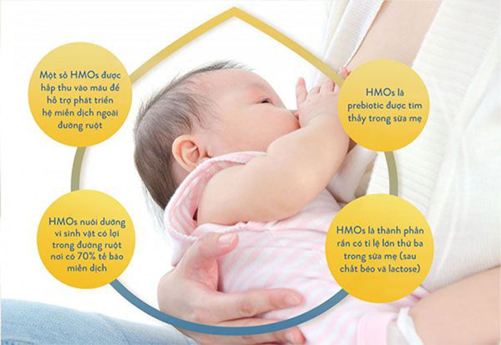 Các vai trò chính của HMOs đối với sự phát triển  của trẻ sơ sinh và trẻ nhỏ