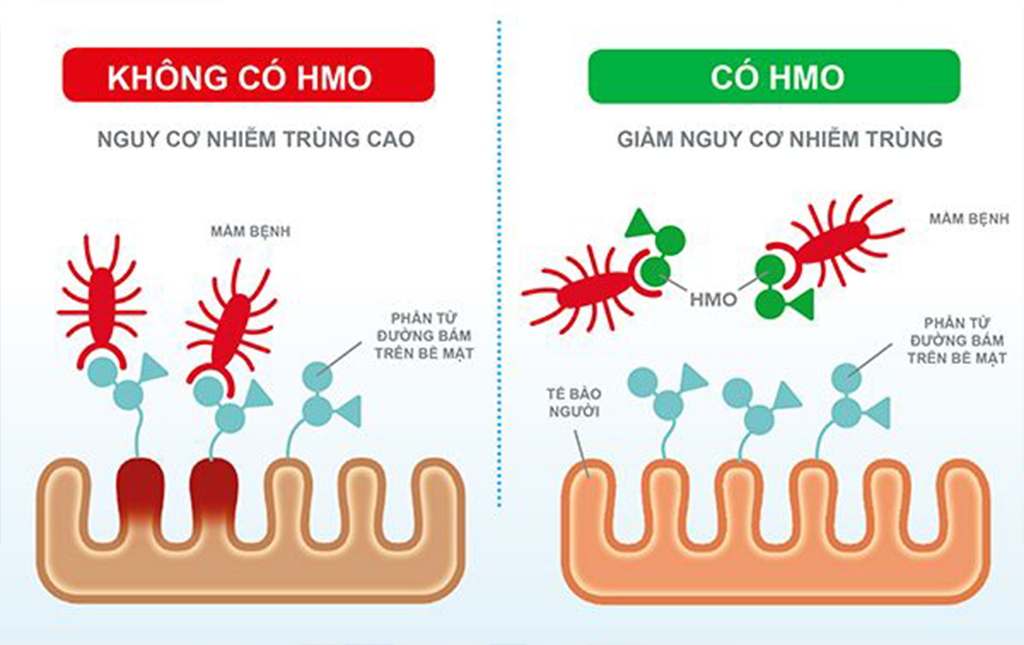 HMOs với cơ chế miễn dịch hiệu quả giúp tăng cường sức đề kháng
